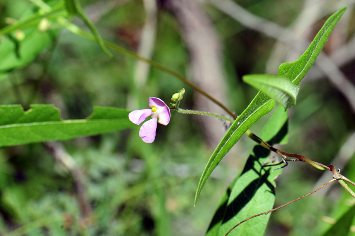 Slimleaf Bean is a native perennial that grows up to 10 inches (25.4 cm) high is very similar in appearance to Slimjim Bean. Phaseolus angustissimus